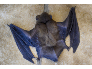 bat_3550461.jpg