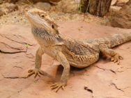 bearded_dragon_77078_1920.jpg