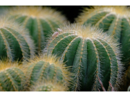 cactus_8384331_1280.jpg
