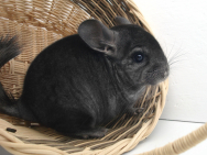 chinchilla_1897799.jpg