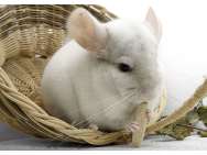 chinchilla_1897815.jpg