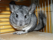 chinchillas_238049_1920.jpg