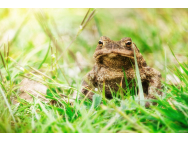 common_toad_5038043_1280.jpg
