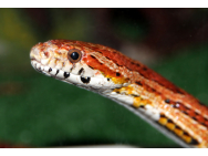 corn_snake_2034552.jpg