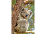 d8a_2588_dxo_koala_www.jpg