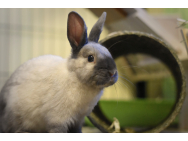 dwarf_rabbit_4803684.jpg