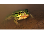 frog_858931_960_720.jpg