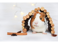 guinea_pig_1803362_1.jpg