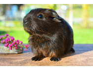 guinea_pig_518266_1920.jpg