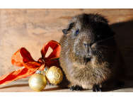 guinea_pig_559718.jpg