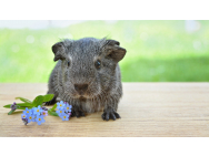 guinea_pig_762159.jpg