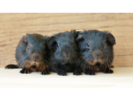 guinea_pig_849278.jpg