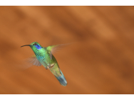 h_panama_kolibrici_12_jpg.jpg