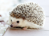 hedgehog_468228_1920.jpg