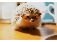 hedgehog_884875.jpg