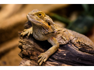 lizard_1522253_1920m.jpg