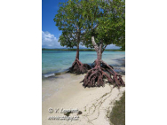 maur_mangrove16_2b_small.jpg