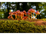 mushrooms_3659165_1280_1.jpg