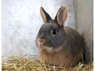 rabbit_3320431.jpg