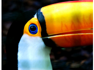 ramphastos_toco_2crop.jpg