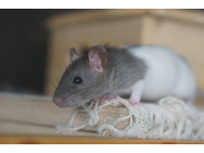 rat_1520339.jpg