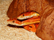 snake_2202320_1920.jpg