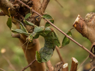 spiny_leaf_insect_1518878_1920.jpg