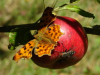 dsc07573_1_300x225.jpg