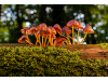 mushrooms_3659165_1280_1.jpg