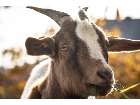 animal_6756751_1280.jpg