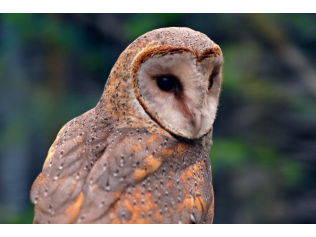 barn_owl_8609054_1280.jpg