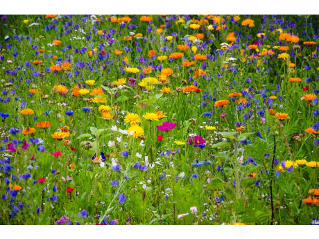 flower_meadow_2509969_960_720.jpg