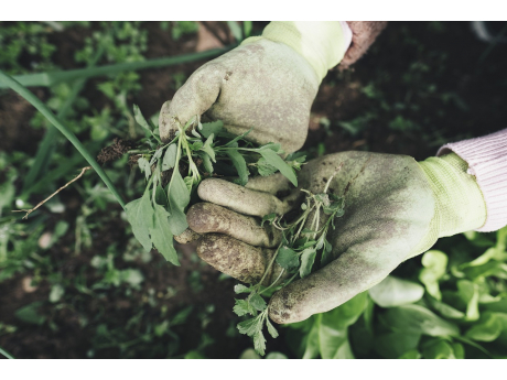 gardening_2518377_1280_1.jpg