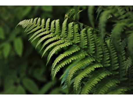 green_4183977_1280.jpg