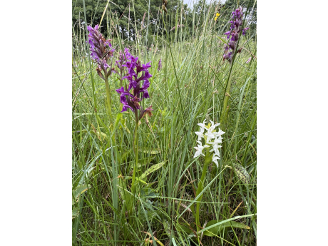 img_7955_jpeg.jpeg