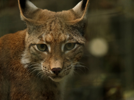 lynx_5581792.jpg