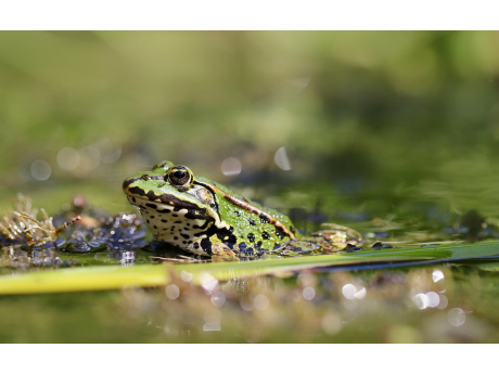pond_frog_8081696_1280_f2560.jpg