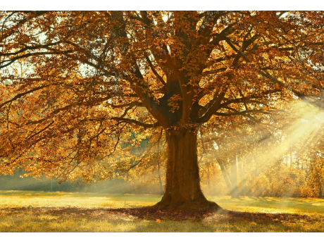 tree_4637270_1280.jpg