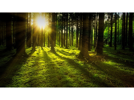 trees_3294681_960_720.jpg