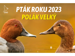 polak_velky_nahled_web.png